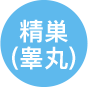精巣(睾丸)