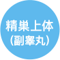 精巣上体(副睾丸)
