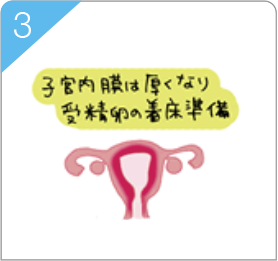 月経周期図