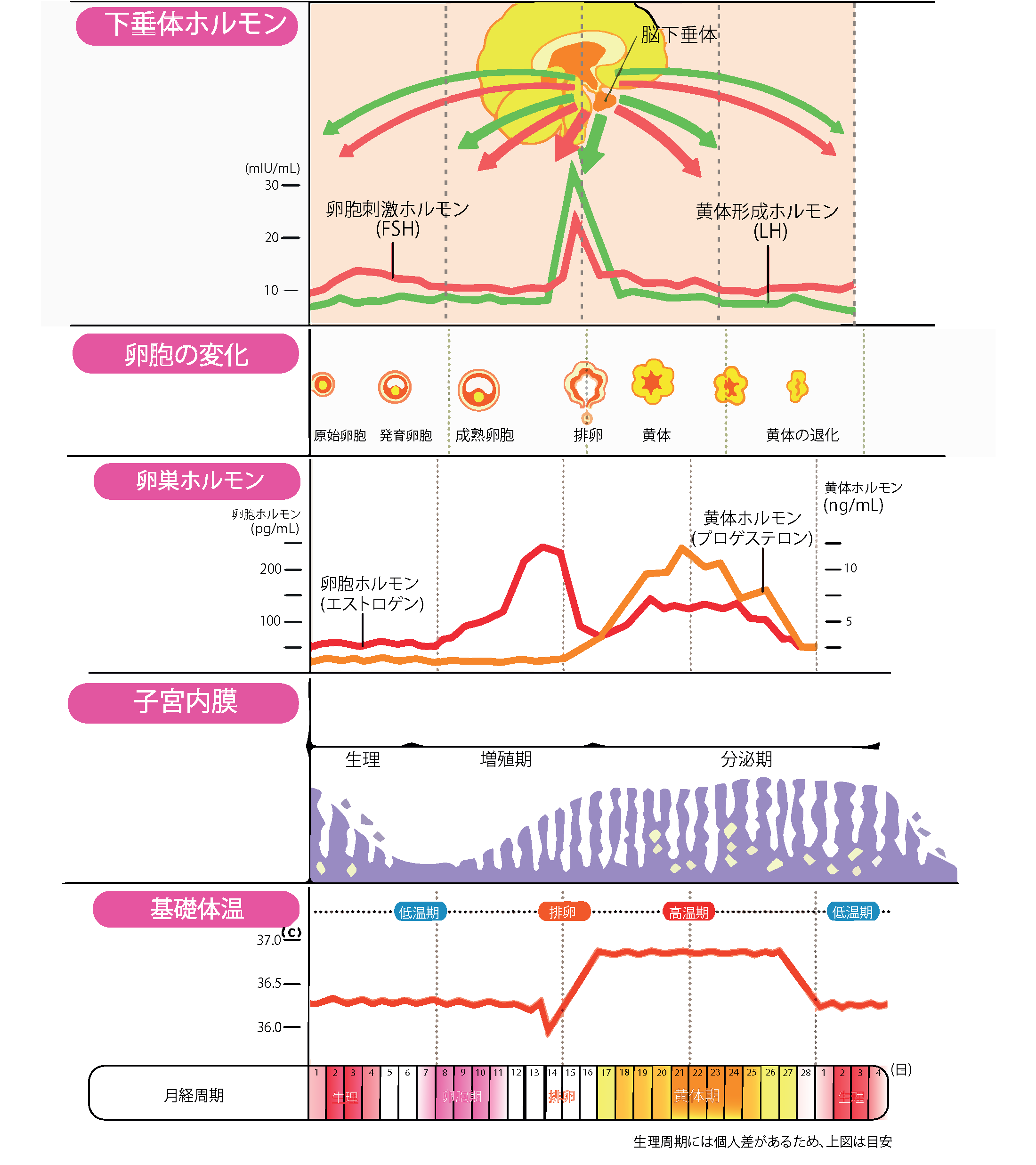 生理のメカニズム | 避妊のススメ