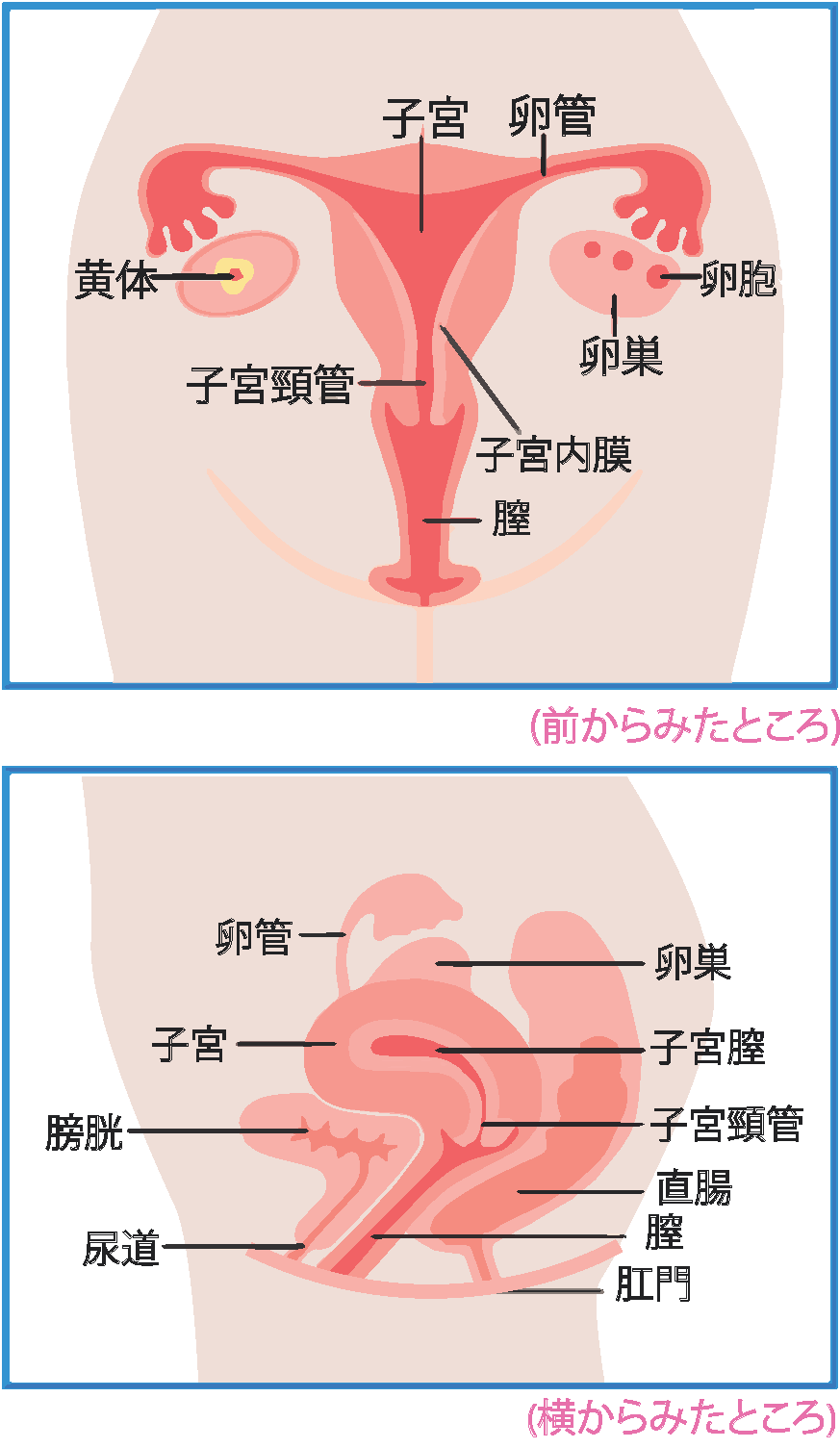 女性の生殖器とその役割 図1