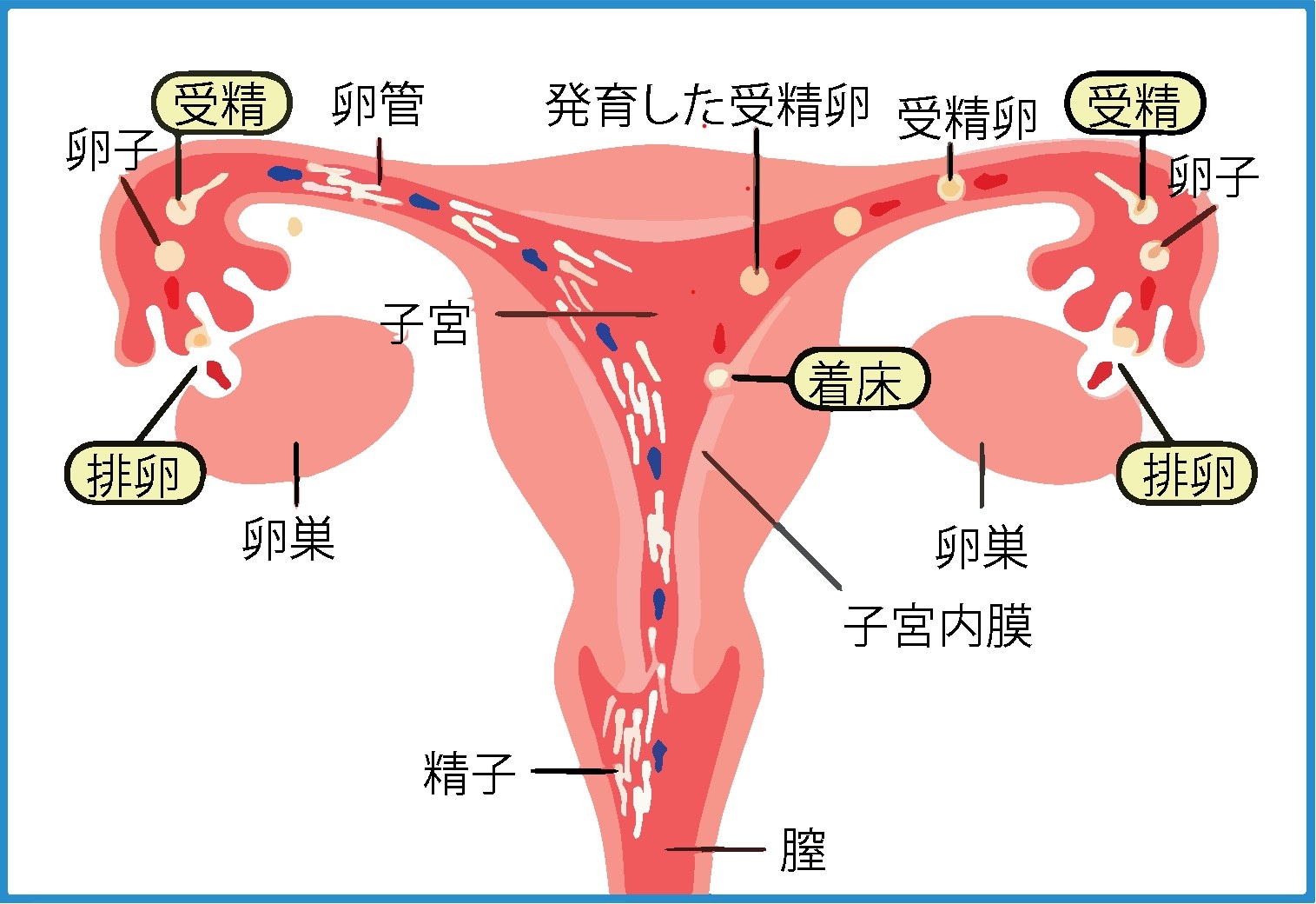 妊娠のプロセス図